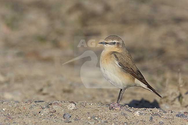 Northern Wheatear female (Oenanthe oenanthe) Helsinki Finland April 2004 stock-image by Agami/Markus Varesvuo,