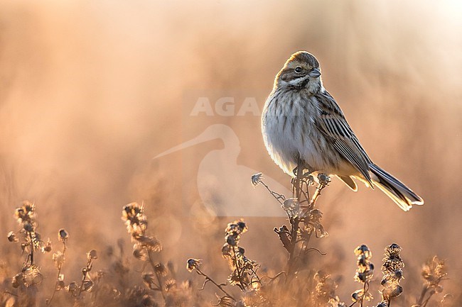 Common Reed Bunting (Emberiza schoeniclus) in Italy. stock-image by Agami/Daniele Occhiato,