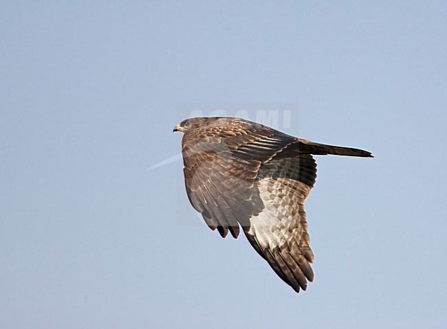 European Honey Buzzard flying; Wespendief vliegend stock-image by Agami/Markus Varesvuo,