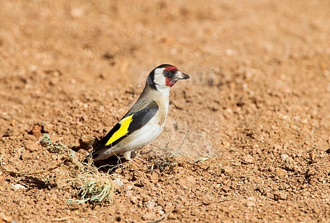 Putter op de grond; European Goldfinch on the ground stock-image by Agami/Roy de Haas,