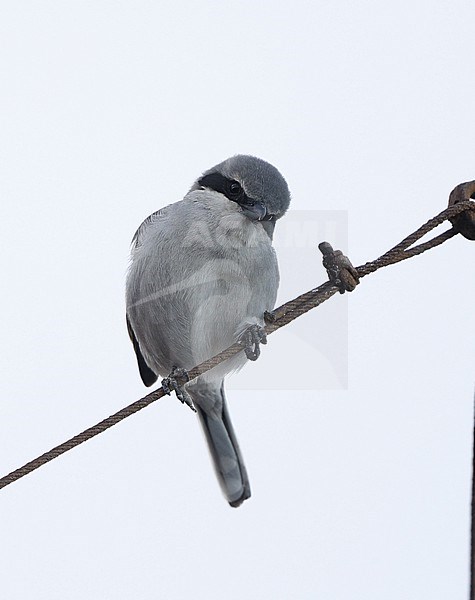 Great Grey Shrike (Lanius excubitor koenigi) perched on wire in Tenerife, Canary Islands, Spain stock-image by Agami/Helge Sorensen,