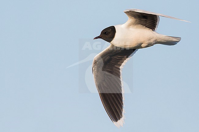 Dwergmeeuw, Little Gull, Hydrocoloeus minutus, Russia (Tscheljabinsk), adult stock-image by Agami/Ralph Martin,