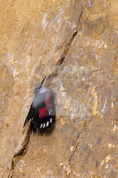 Winterkleed Rotskruiper op rotswand; Non breeding Wallcreeper on cliff face stock-image by Agami/Daniele Occhiato,