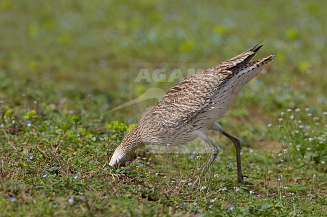 Foeragerende Wulp; Foraging Eurasian Curlew stock-image by Agami/Daniele Occhiato,