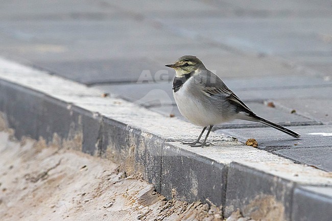 Siberische Kwikstaart; East Siberian Wagtail stock-image by Agami/Daniele Occhiato,
