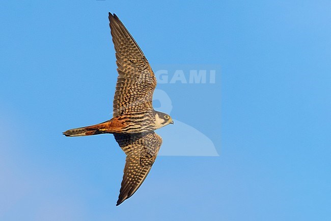 Boomvalk, Eurasian Hobby, Falco subbuteo stock-image by Agami/Daniele Occhiato,