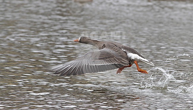 Adult Greenland Greater White-fronted Goose (Anser albifrons flavirostris) taking off from a campus pond in Hampshire, Massachusetts in the United States. stock-image by Agami/Ian Davies,