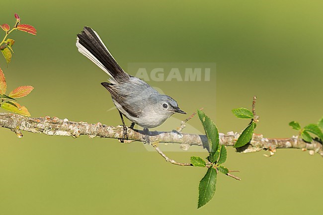 Adult male breeding
Leon Co., TX
May 2022 stock-image by Agami/Brian E Small,