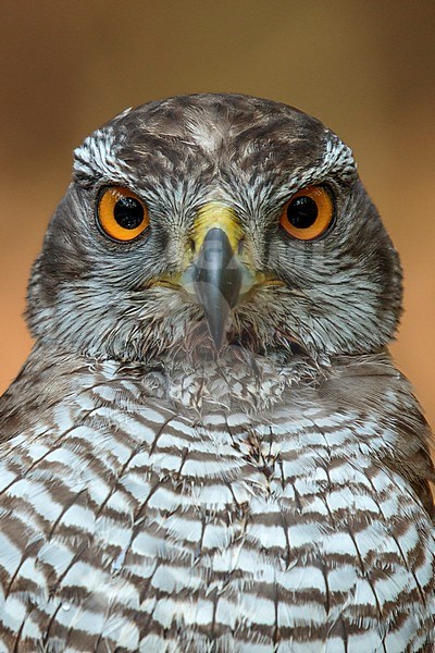 havik; northern goshawk stock-image by Agami/Walter Soestbergen,