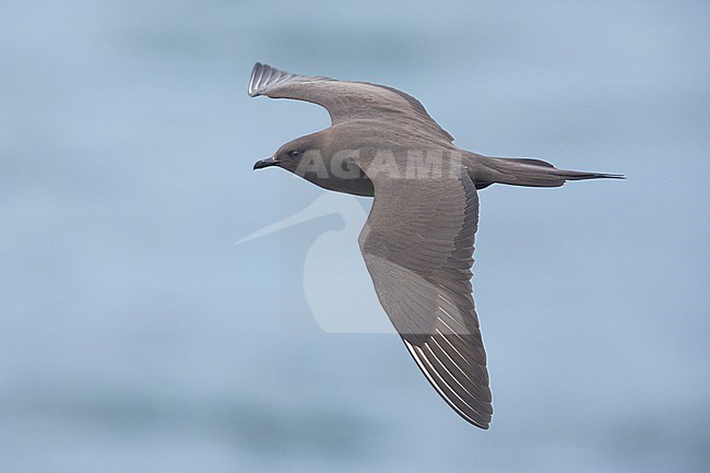 Parasitic Jaeger (Stercorarius parasiticus), dark morph adult in flight, Southern Region, Iceland stock-image by Agami/Saverio Gatto,