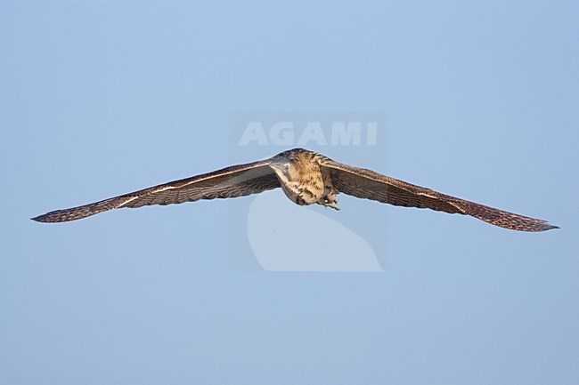 Roerdomp in vlucht; Eurasian Bittern in flight stock-image by Agami/Menno van Duijn,