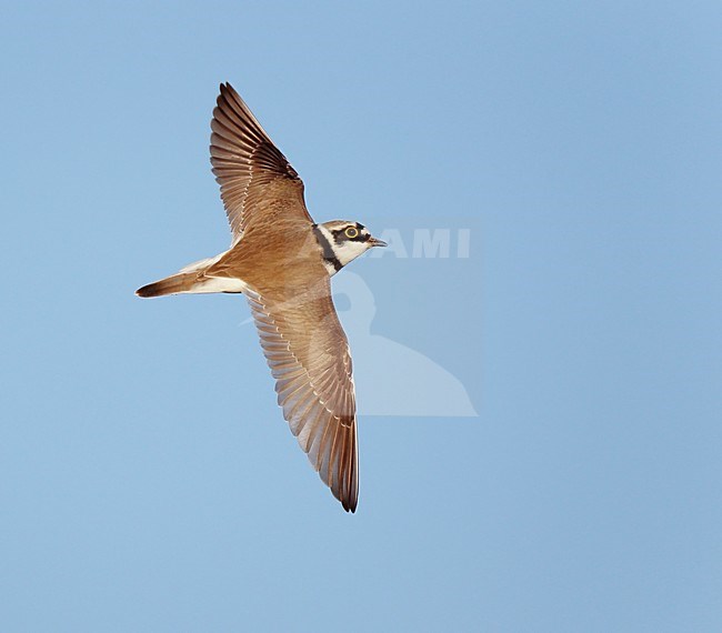 Kleine Plevier zingend en roepend in baltsvlucht;Little Ringed Plover in songflight stock-image by Agami/Ran Schols,