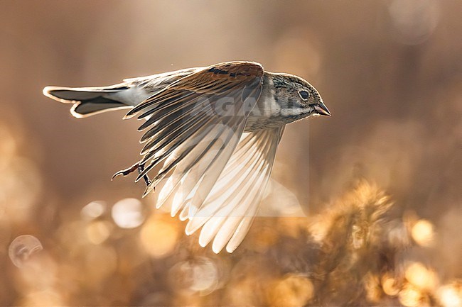 Common Reed Bunting (Emberiza schoeniclus) in Italy. stock-image by Agami/Daniele Occhiato,