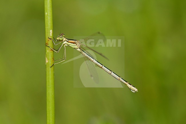 Imago Zwervende pantserjuffer; Adult Migrant Spreadwing; Adult Southern Emerald dragonfly stock-image by Agami/Fazal Sardar,