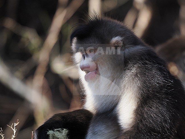 Yunnan Snub-nosed Monkey Rhinopithecus bieti stock-image by Agami/James Eaton,