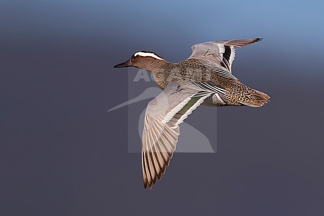 Adult male Garganey (Anas querquedula) during spring migration on a lake in Italy. stock-image by Agami/Daniele Occhiato,
