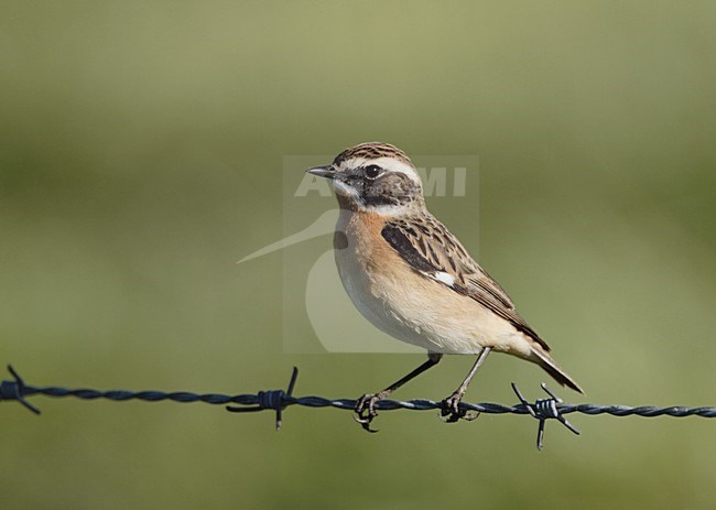 Whinchat male perched on barbed wire Netherlands, Paapje mannetje zittend op prikkeldraad Nederland stock-image by Agami/Reint Jakob Schut,