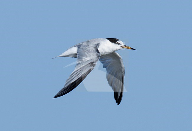 Saunders's Tern (Sternula saundersi) taken the 23/02/2023 at Bar al Hikman - Oman. stock-image by Agami/Nicolas Bastide,