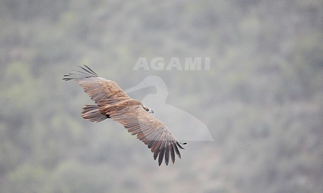 Monniksgier in de vlucht; Cinereous Vulture in flight stock-image by Agami/Markus Varesvuo,