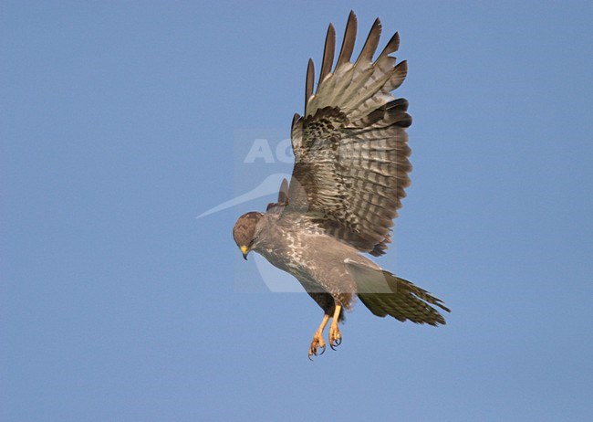 Buizerd biddend in blauwe lucht. Common Buzzard hovering in blue sky stock-image by Agami/Ran Schols,