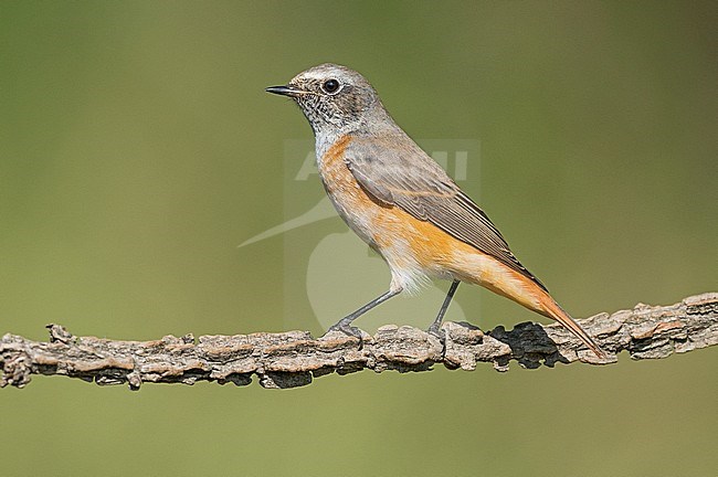 Common Redstart (Phoenicurus phoenicurus) stock-image by Agami/Alain Ghignone,