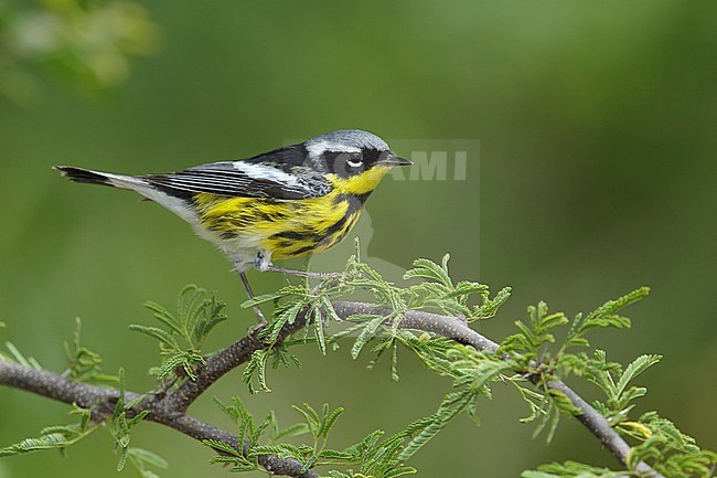 Adult male
Galveston Co., TX
May 2014 stock-image by Agami/Brian E Small,