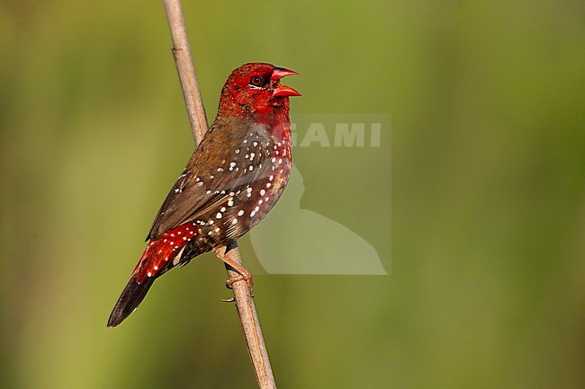 Singing male Red Avadavat (Amandava amandava) in Italy. stock-image by Agami/Daniele Occhiato,