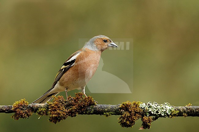 vink op bemoste tak; Common chaffinch on mossy pearch; stock-image by Agami/Walter Soestbergen,