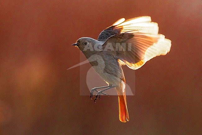 Vrouwtje Zwarte Roodstaart in vlucht, Female Black Redstart in flight stock-image by Agami/Daniele Occhiato,