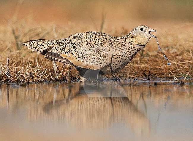 Vrouwtje Zwartbuikzandhoen drinkend op de Spaanse steppen; Female Black-bellied Sandgrouse drinking on the Spanish steppes. stock-image by Agami/Marc Guyt,