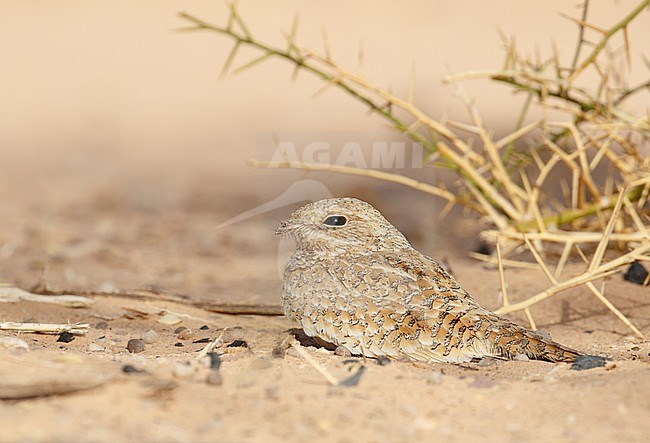 Golden Nightjar (Caprimulgus eximius) in desert of El Beyed in Mauritania. Adult bird sitting on the ground, but alert with eyes open. stock-image by Agami/Josh Jones,