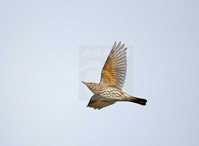 Vliegende, trekkende Zanglijster tegen een blauwe lucht ; Flying, migrating Song Thrush against a blue sky stock-image by Agami/Ran Schols,