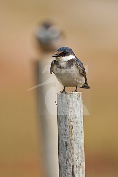 Onvolwassen Witkeelzwaluw, Immature White-throated Swallow stock-image by Agami/Wil Leurs,