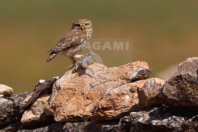 Steenuil zittend op rots; Little Owl perched on rock stock-image by Agami/Daniele Occhiato,