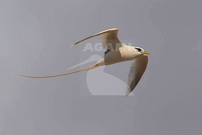 Verdwaalde Witstaartkeerkringvogel op de Azoren; Vagrant White-tailed Tropicbird on the Azores stock-image by Agami/Daniele Occhiato,