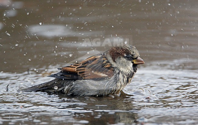 Huismus neemt een bad; House Sparrow taking a bath stock-image by Agami/Markus Varesvuo,