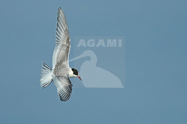 Arctic tern (Sterna paradisaea), first winter in flight seen from the side showing upperwing. stock-image by Agami/Fred Visscher,