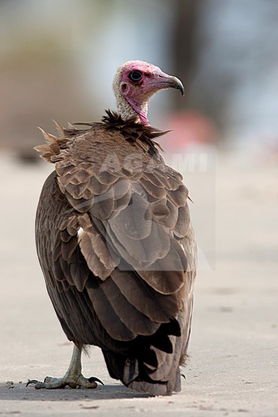 Kapgier, Hooded Vulture stock-image by Agami/Wil Leurs,