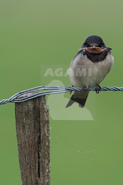 Boerenzwaluw juveniel zittend op draad Nederland; Barn Swallow juvenile perched on wire Netherlands stock-image by Agami/Wil Leurs,