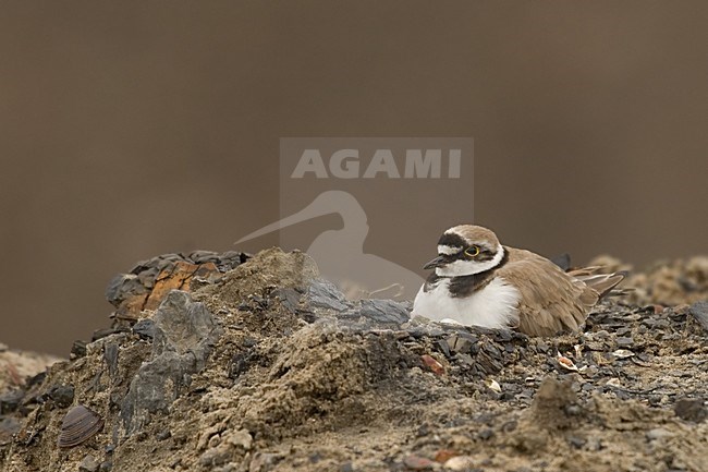 Little Ringed Plover breeding; Kleine Plevier broedend stock-image by Agami/Han Bouwmeester,