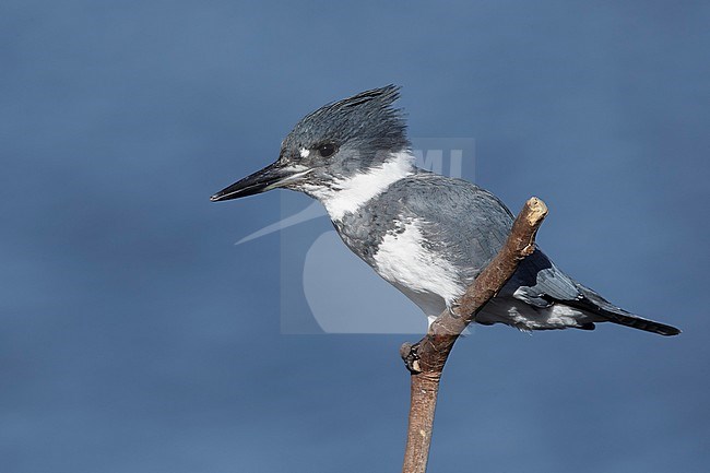 Adult male Belted Kingfisher (Megaceryle alcyon) perched on a stick in  San Diego Co., California, USA during January 2016. stock-image by Agami/Brian E Small,