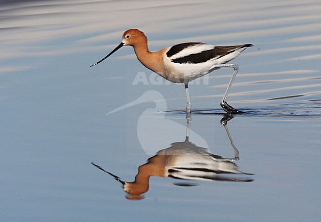 Amerikaanse Kluut, American Avocet, Recurvirostra americana stock-image by Agami/Hugh Harrop,