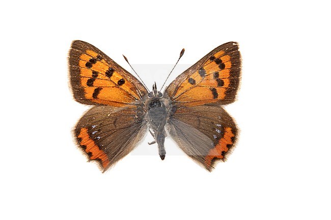 Small Copper third generation, Kleine vuurvlinder, Lycaena phlaeas stock-image by Agami/Wil Leurs,