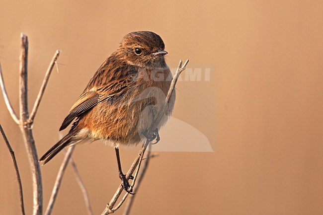 Vrouwtje Roodborsttapuit; Female European Stonechat stock-image by Agami/Rob Olivier,