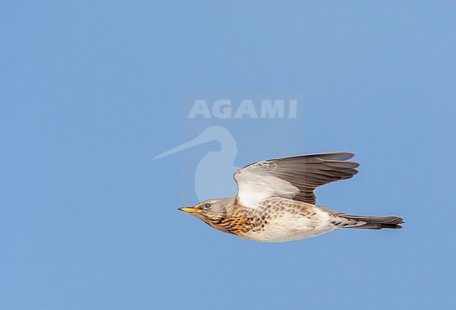Wintering Fieldfare (Turdus pilaris) in the Netherlands. Flynig in the sky. stock-image by Agami/Marc Guyt,