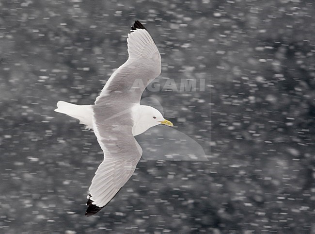 Drieteenmeeuw volwassen vliegend in sneeuw; Black-legged Kittiwake adult flying in snow stock-image by Agami/Markus Varesvuo,