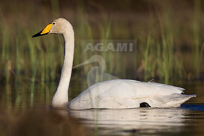 Whooper Swan  (Cygnus cygnus), adult swimming in a lake, Ivalo, Lappland, Finland stock-image by Agami/Saverio Gatto,