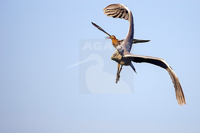 Grutto, Black-tailed Godwit stock-image by Agami/Menno van Duijn,