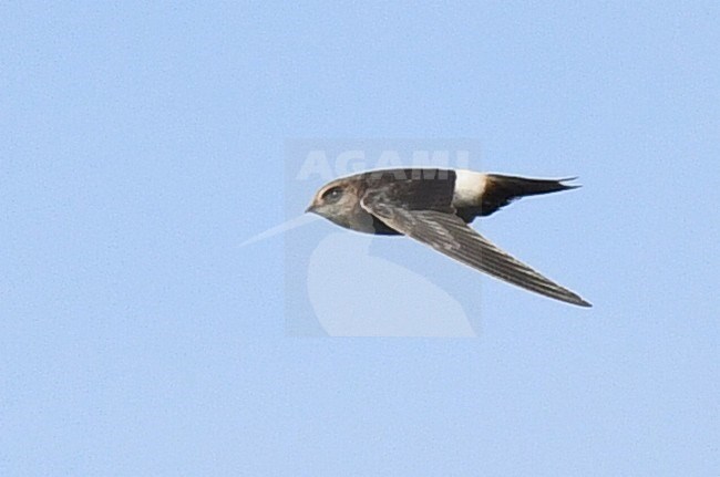 Immature Horus swift (Apus horus) at Schiermonnikoog, Netherlands. Extreme African vagrant and first record in the Western Palearctic (WP). stock-image by Agami/Laurens Steijn,