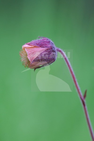 Knikkend Nagelkruid; Water Avens stock-image by Agami/Arnold Meijer,